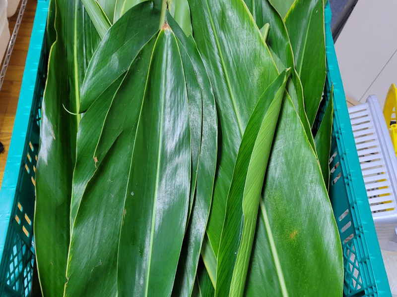 ムーチーづくり